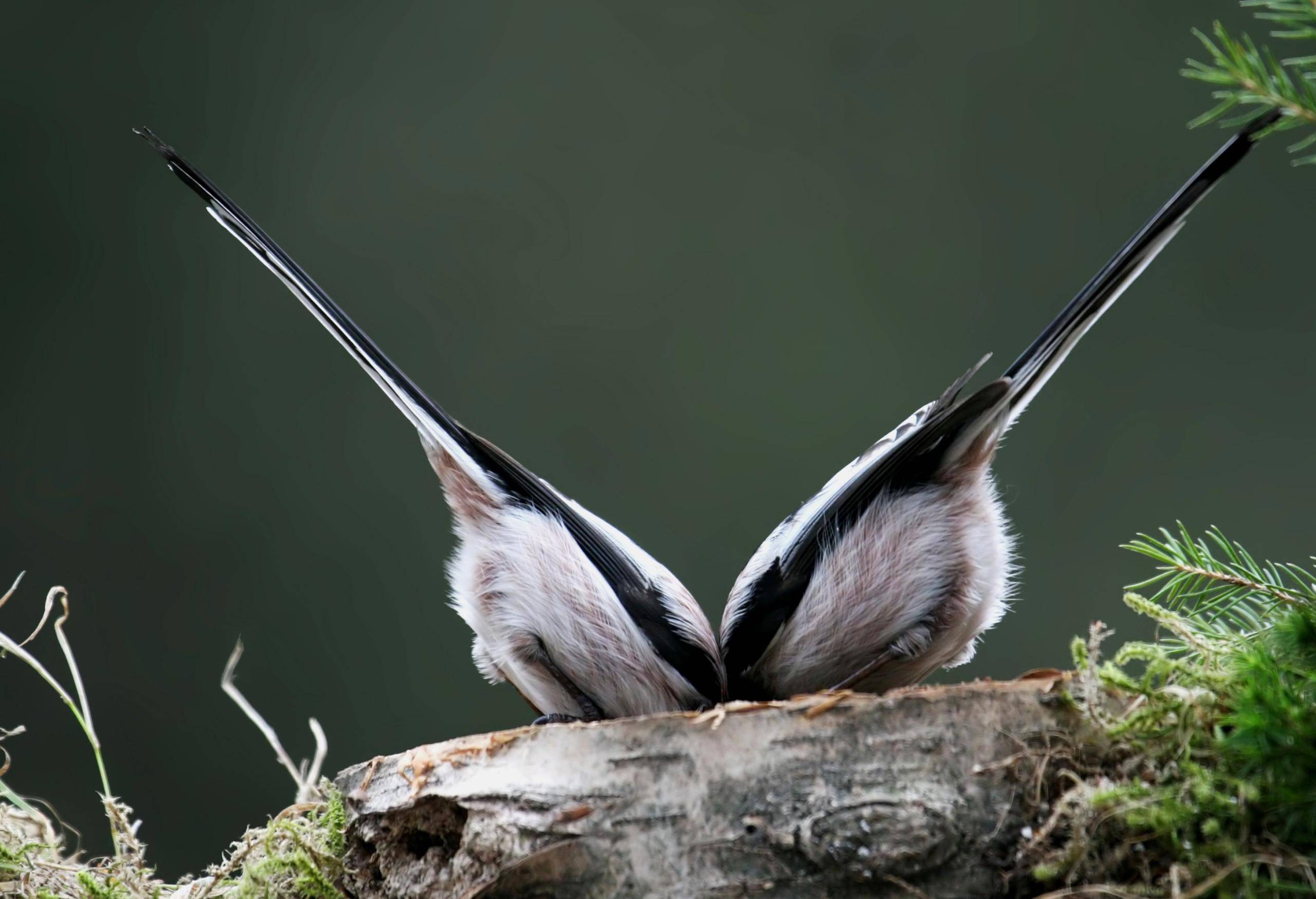 https://www.stadt-zerbst.de/var/cache/thumb_44374_1024_1_0_0_r2_jpeg_vögel.jpeg